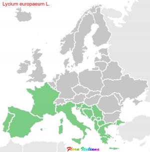 Lycium europaeum L.